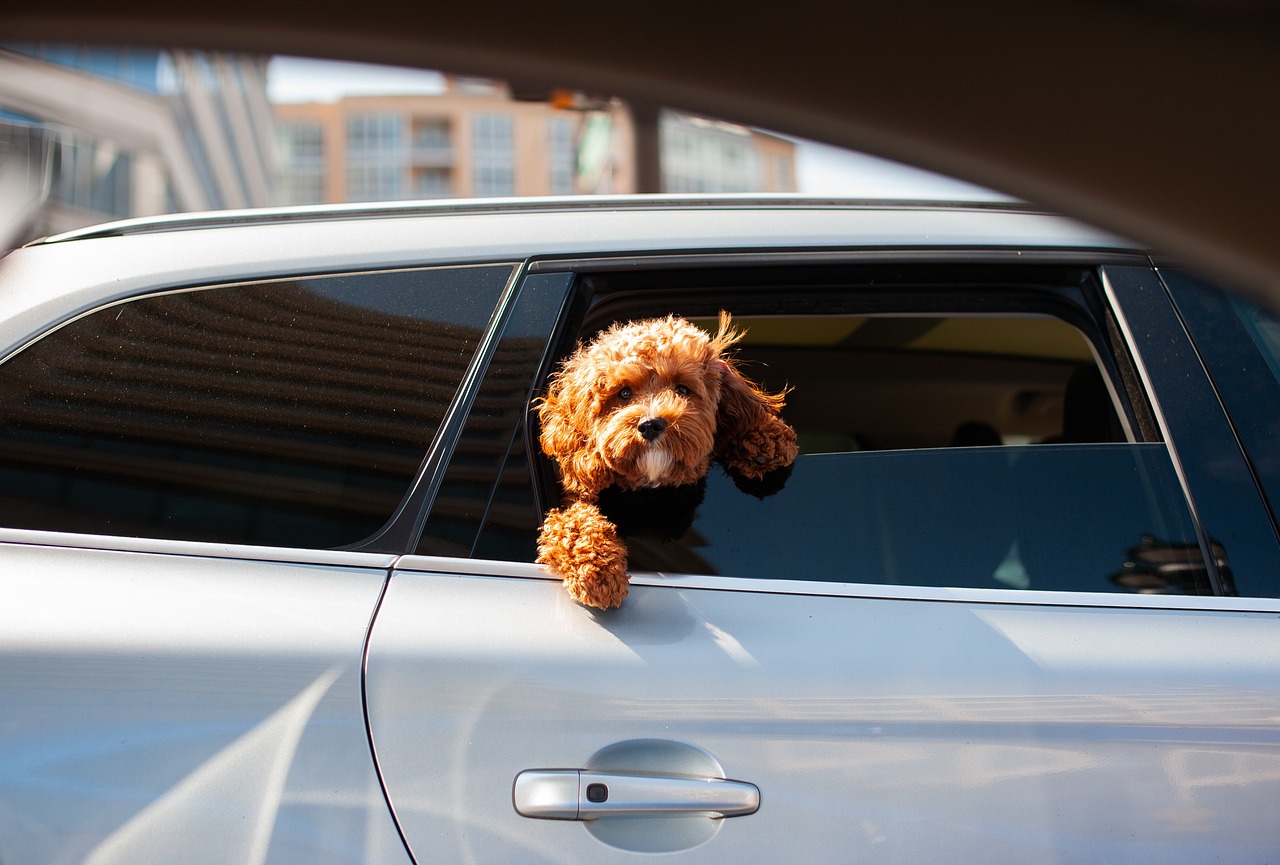 dog in a car